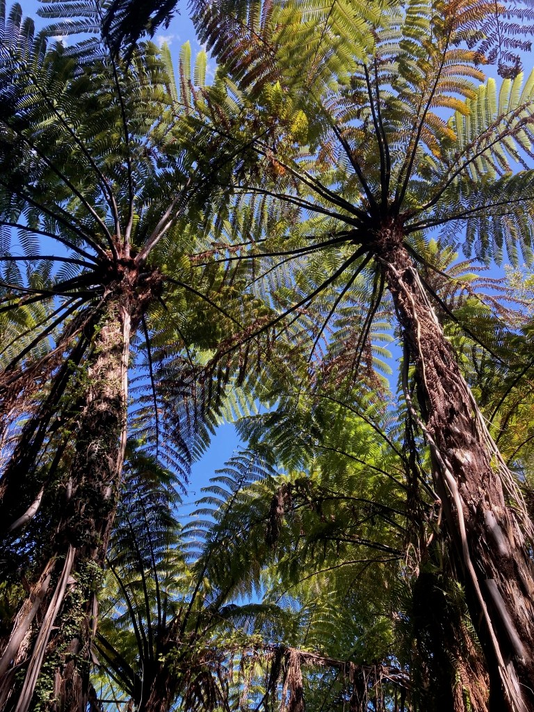 photo looking up the trunks of two tall tree ferns branching out under a blue sky