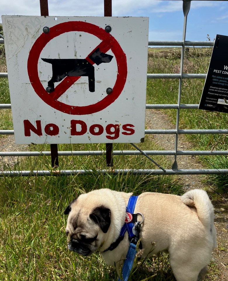 photo of a small light brown pug dog on a leash, turning away from a sign that says "No Dogs"
