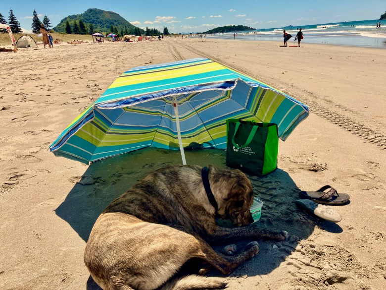 photo of a large brown-gray dog lying in the sand under a green and yellow beach umbrella, with a long golden sand beach and wavy water behind him