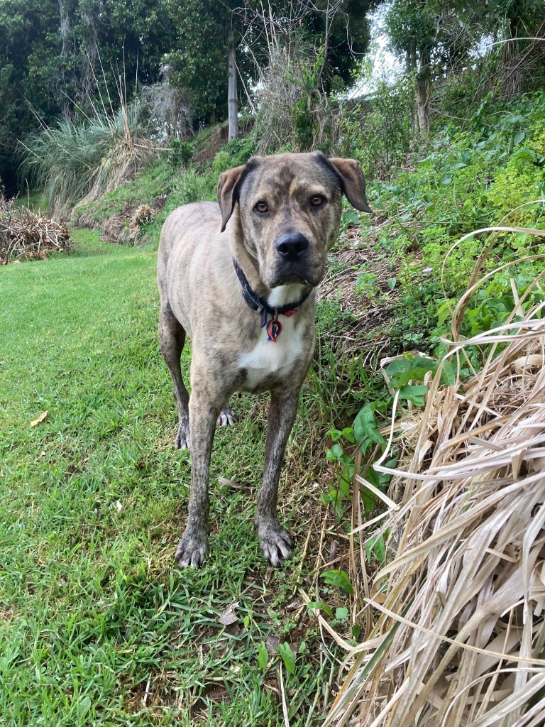 photo of a brown-gray large dog standing and facing the camera with green grass and trees around him