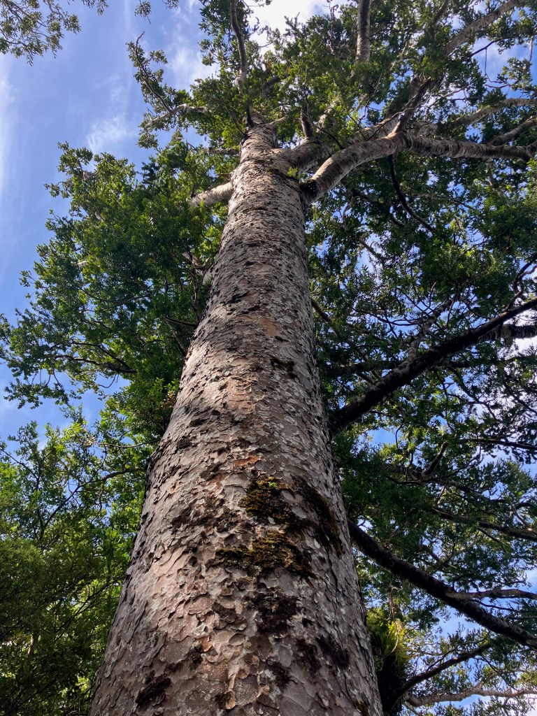 photo of a tall, straight tree with mottled bark and green leaves up top framed against a blue sky