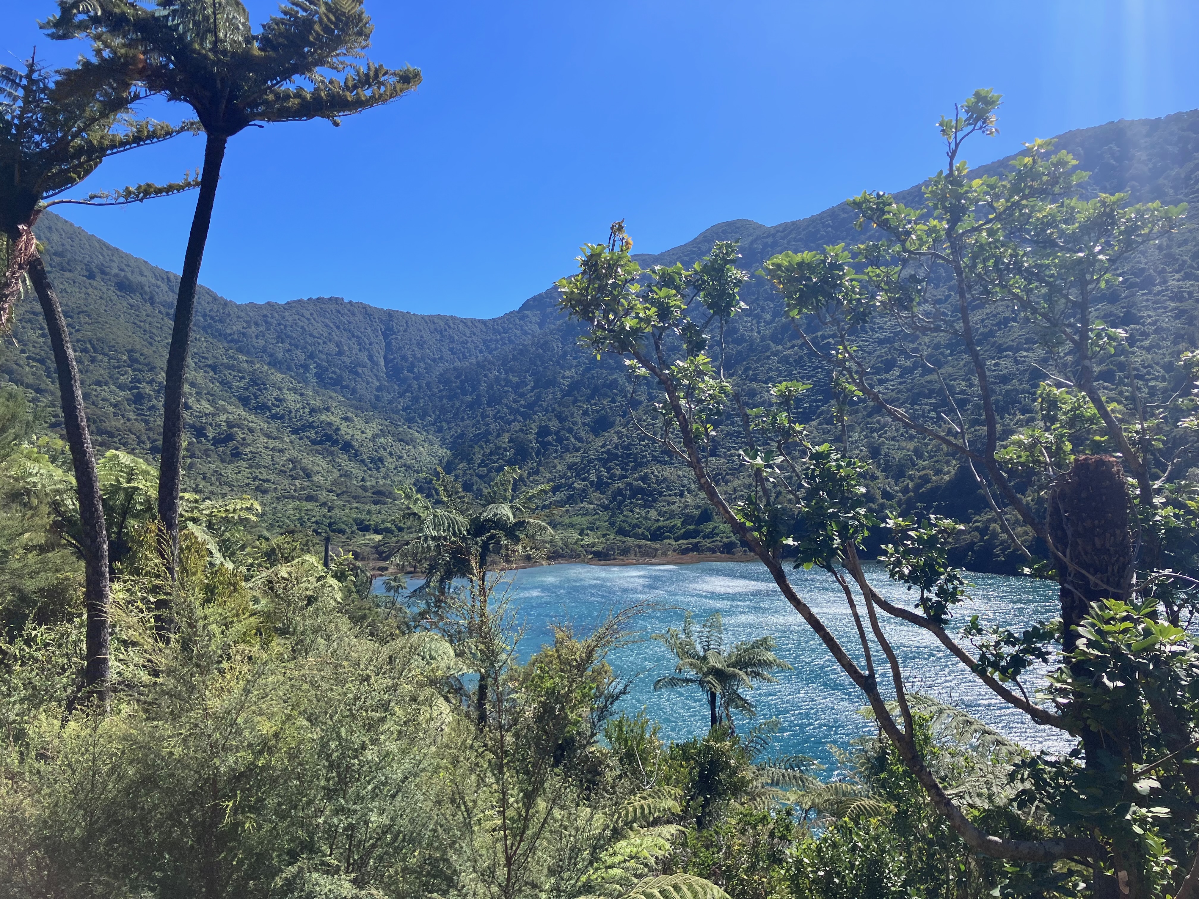 photo of palm and beech tree branches with hills in the background and sun-dappled green water between