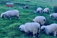 photo of a herd of 9 woolly white and black sheep grazing on a green grassy hill with a signpost saying THE SHIRE next to them