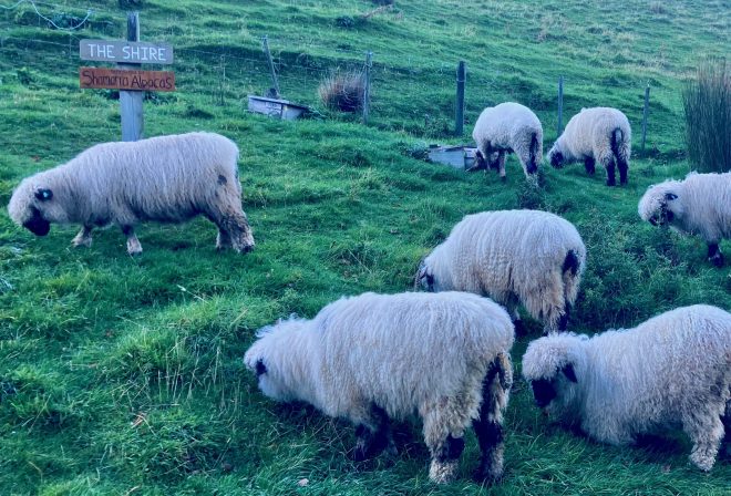 photo of a herd of 9 woolly white and black sheep grazing on a green grassy hill with a signpost saying THE SHIRE next to them