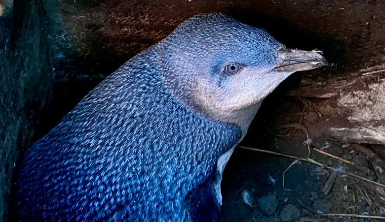 photo of a small blue-and-gray penguin in a dark hole with its eye gleaming