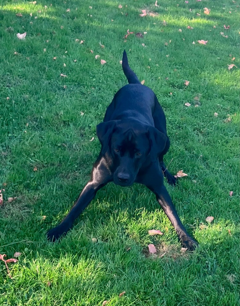 photo of a black dog crouched on the grass with front legs splayed and tail pointed to the rear