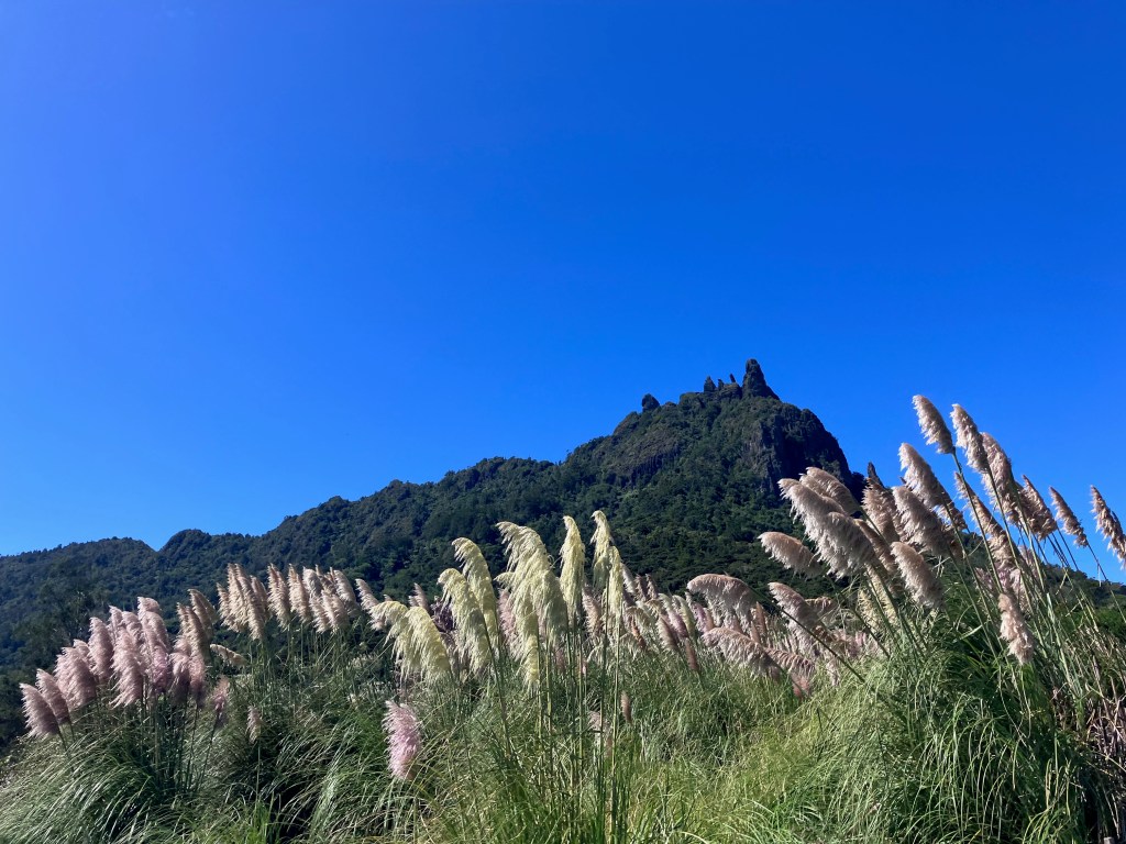photo of tall straw-colored plants waving in the breeze with a steep green hill and blue sky in the background