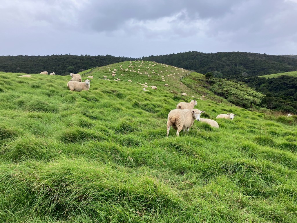 photo of a grassy hill dotted with white sheep