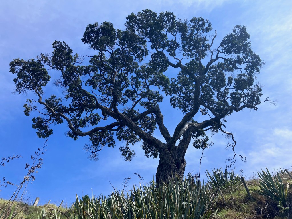 photo of a wide leafy tree silhouetted against a blue sky