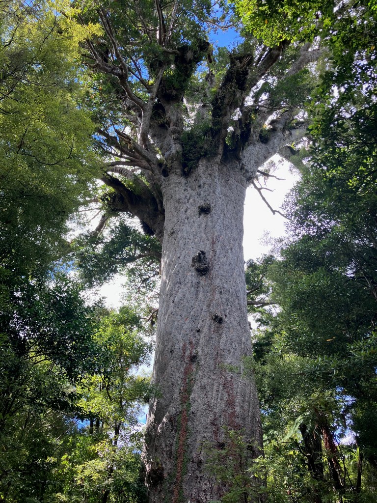 Photo of a tall, wide gray tree trunk surrounded by green branches