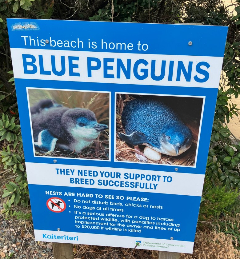 photo of a blue poster with pictures of little blue penguins. The sign says "This beach is home to BLUE PENGUINS."