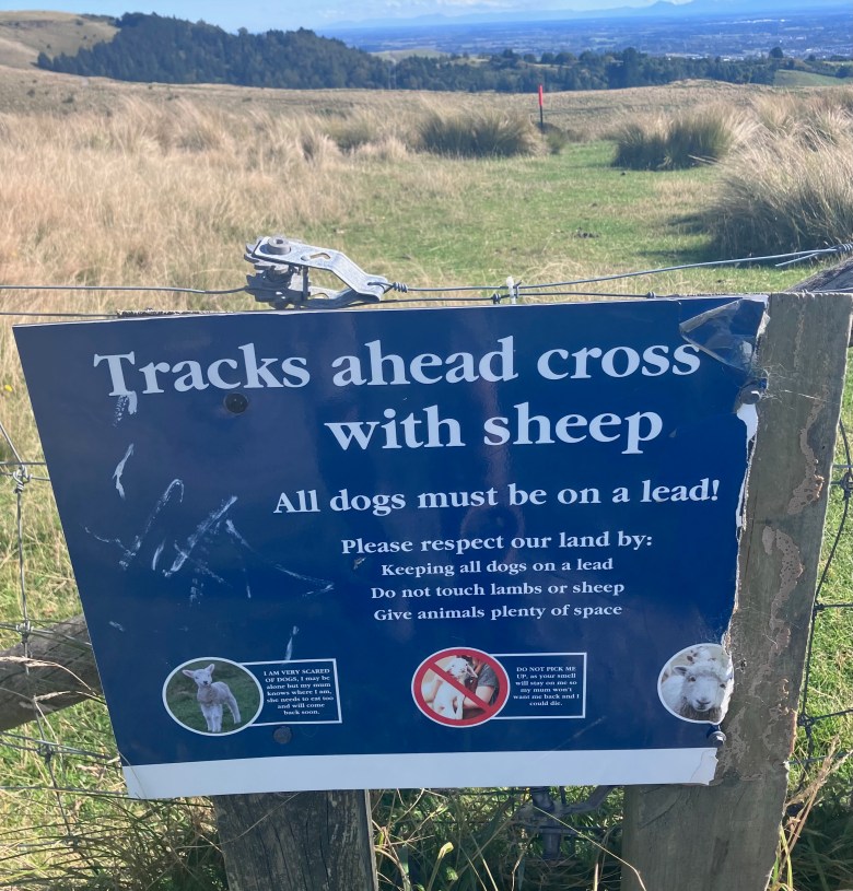 photo of a sign that reads "tracks ahead cross with sheep" in front of a green, grassy field.