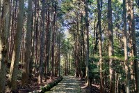 photo of a gray stone path running between stands of tall, straight cedar trees