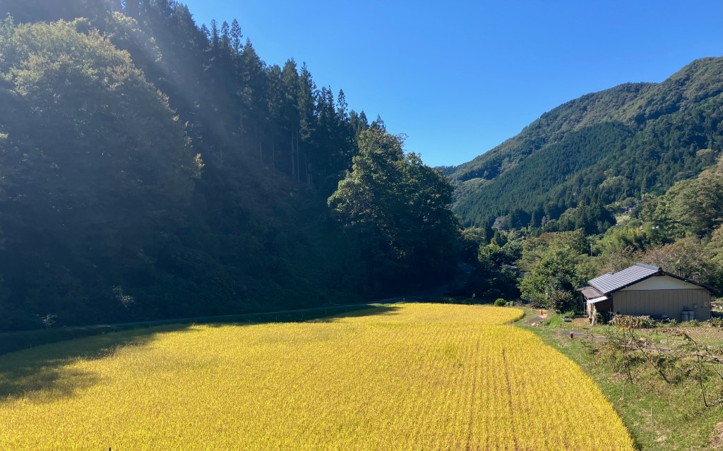photo of a yellow field in a valley between green mountains with a small house on the right side